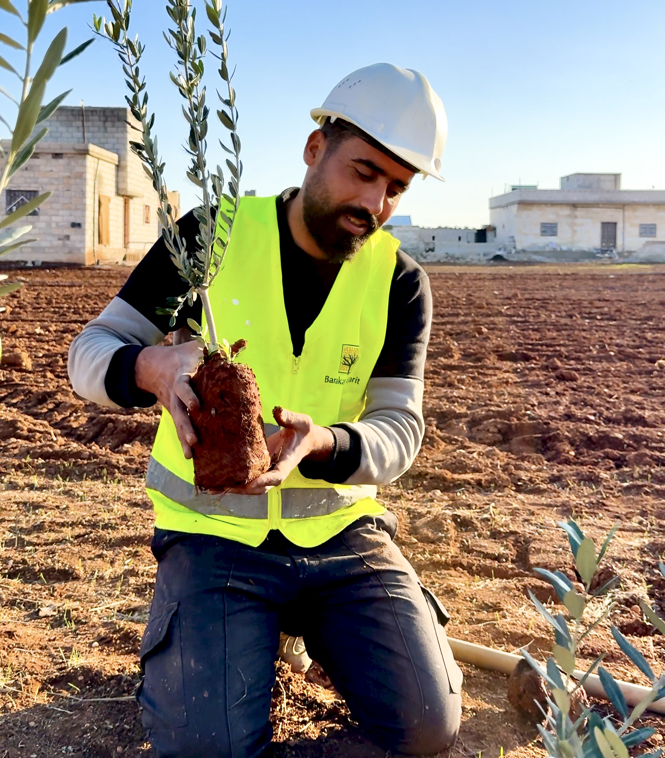 Un homme plante un jeune olivier dans un camp de réfugiés syriens, symbole d'espoir.
