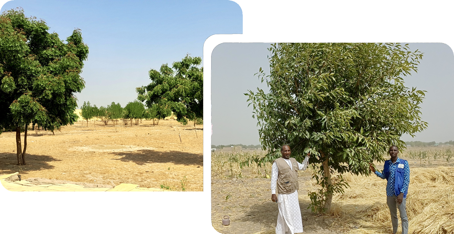 Deux humanitaires debout à côté d'un grand arbre verdoyant dans un champ agricole reboisé.
